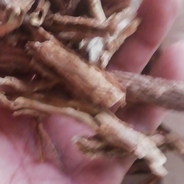 地骨皮，纯野生，乡下收购货，品质正宗，含量高。