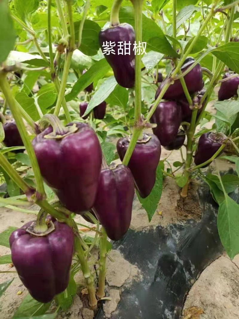 【采摘园】甜椒苗紫色黑色红色白色粉色种类齐全