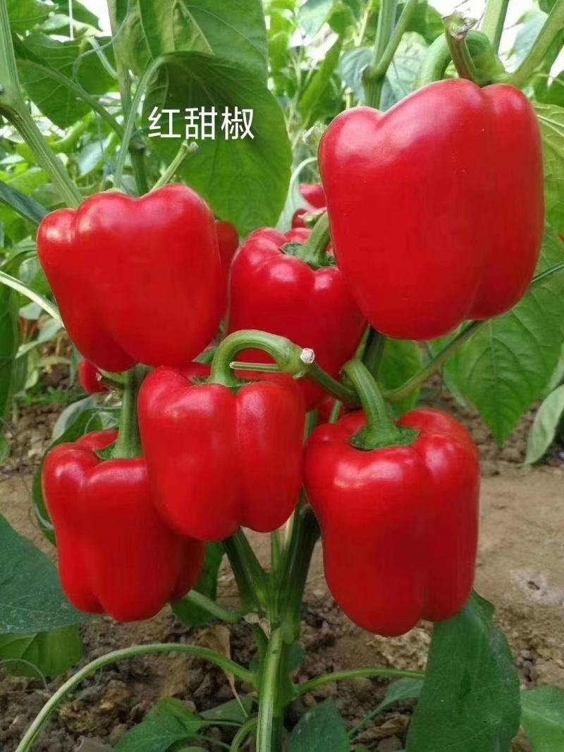 【采摘园】甜椒苗紫色黑色红色白色粉色种类齐全