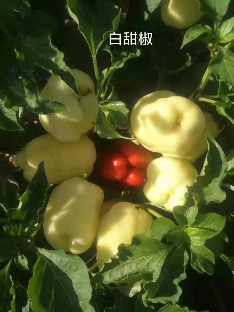 【采摘园】甜椒苗紫色黑色红色白色粉色种类齐全