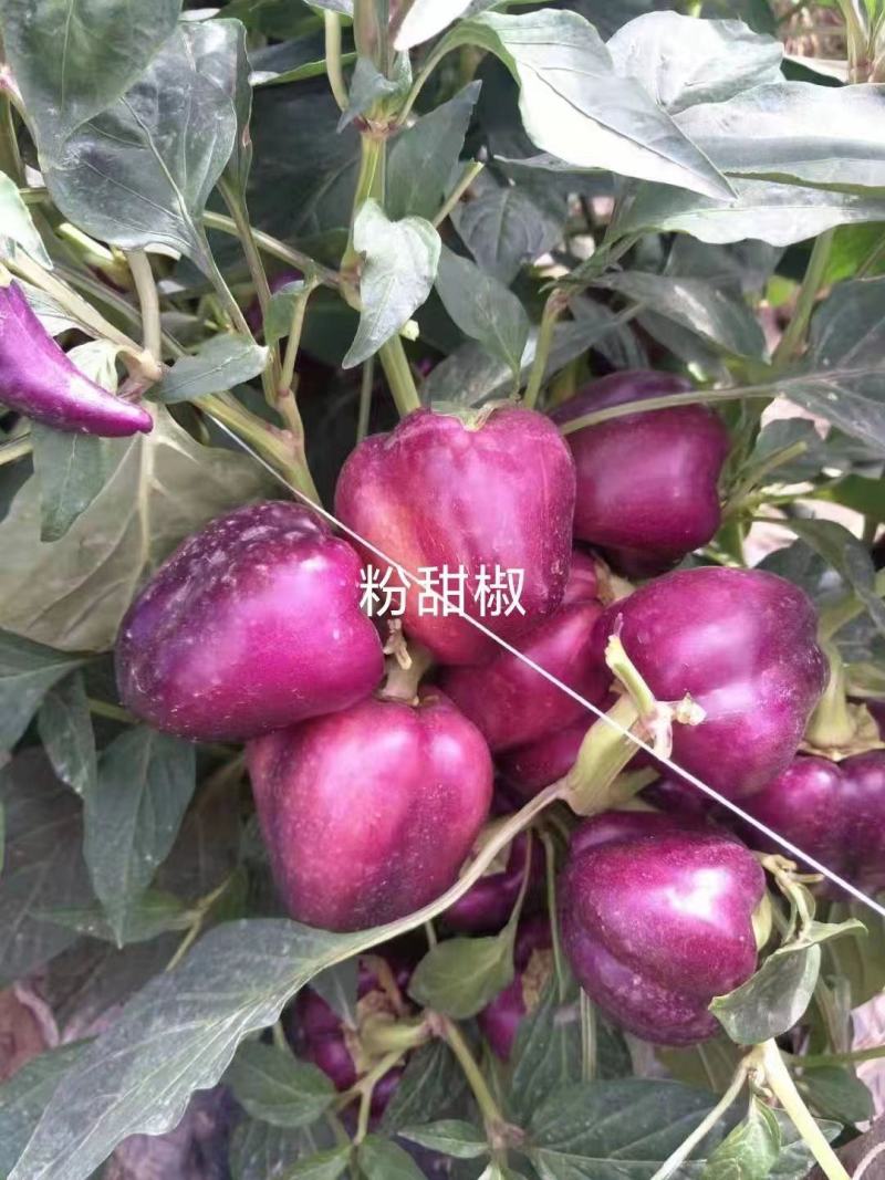 【采摘园】甜椒苗紫色黑色红色白色粉色种类齐全