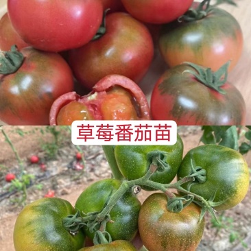 草莓番茄苗草莓西红柿苗京采8号西红柿苗