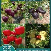 【采摘园】甜椒苗紫色黑色红色白色粉色种类齐全