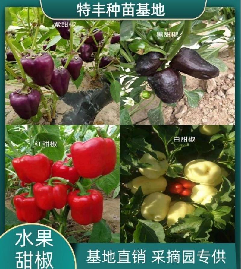 【采摘园】甜椒苗紫色黑色红色白色粉色种类齐全