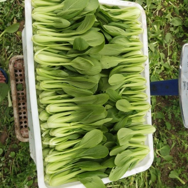 精品小青菜