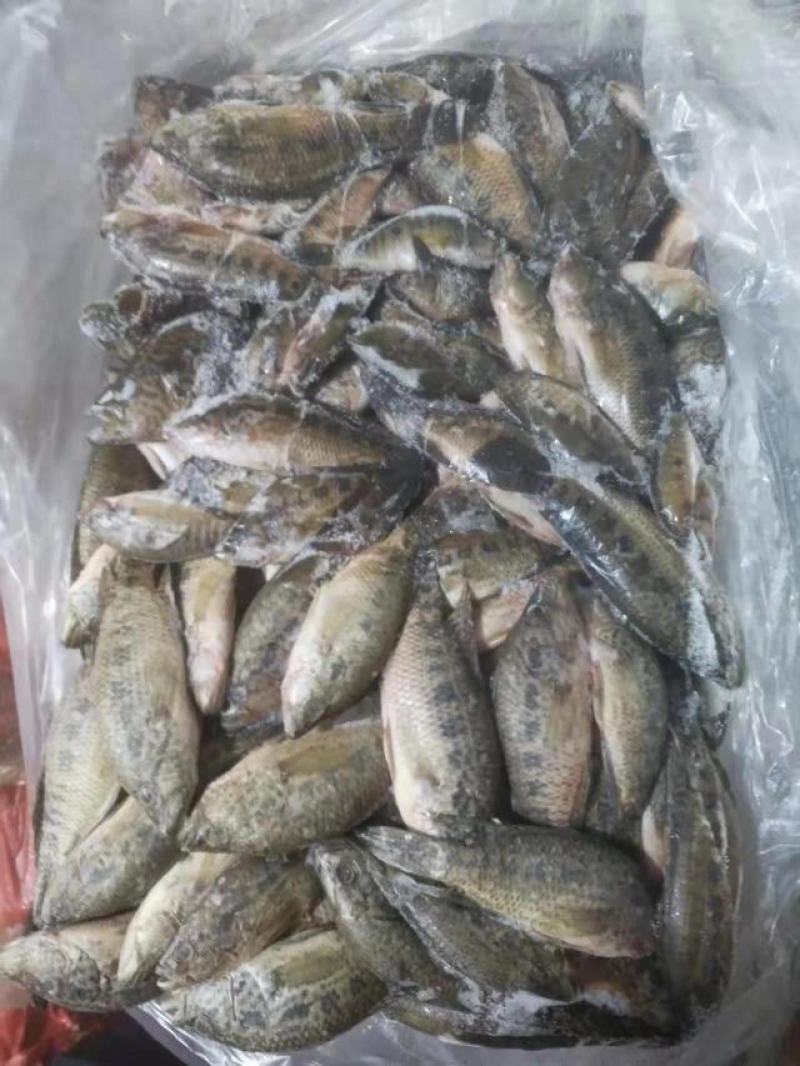 石斑鱼