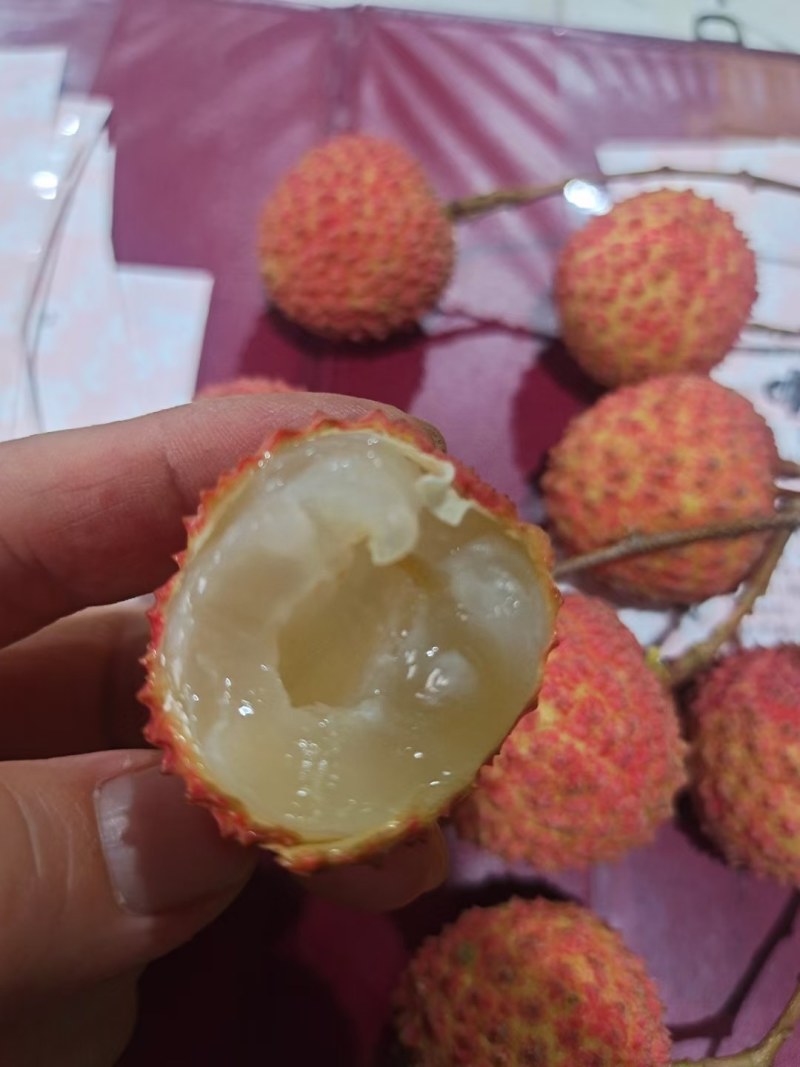 荔枝树苗无核荔枝桂味荔枝鸡嘴荔枝糯米糍荔枝妃子笑荔枝