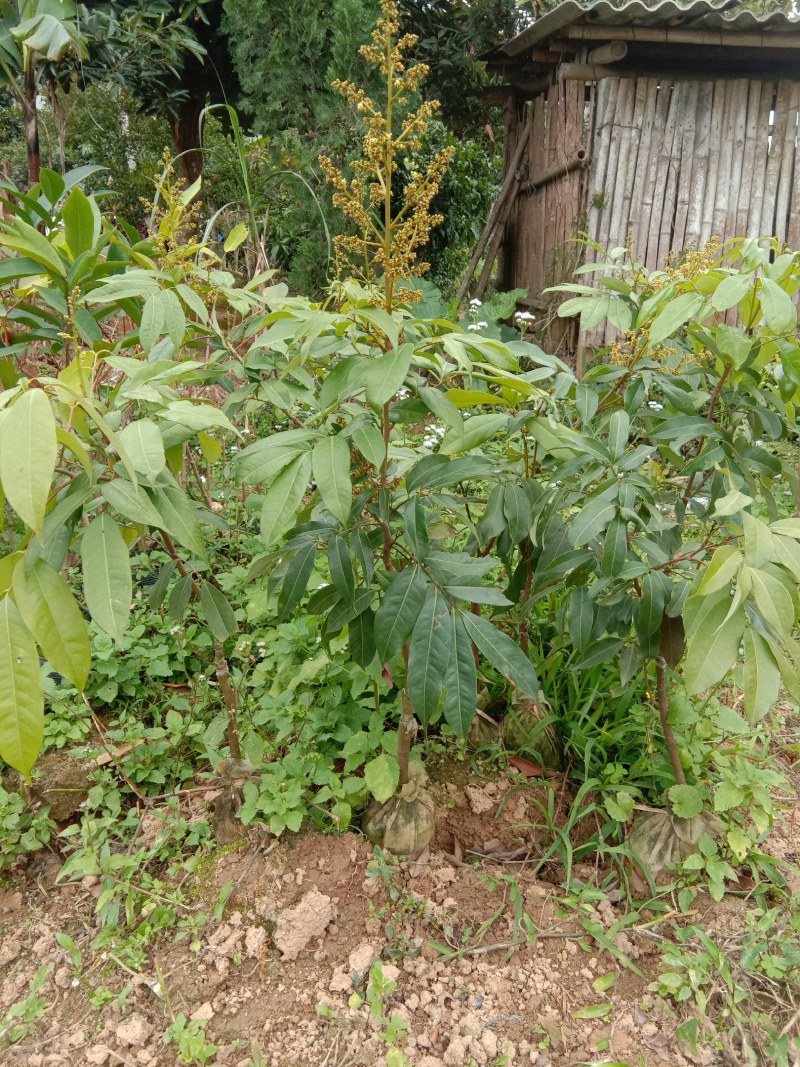 荔枝树苗无核荔枝桂味荔枝鸡嘴荔枝糯米糍荔枝妃子笑荔枝