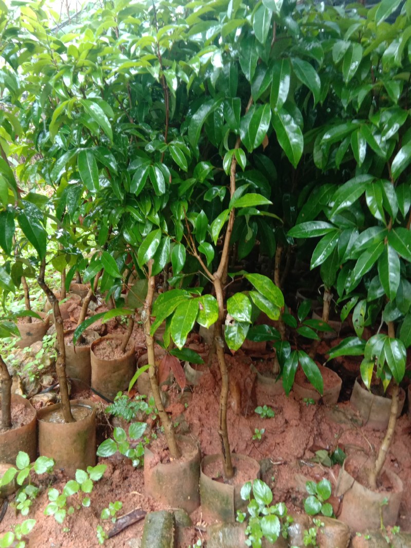 荔枝树苗无核荔枝桂味荔枝鸡嘴荔枝糯米糍荔枝妃子笑荔枝