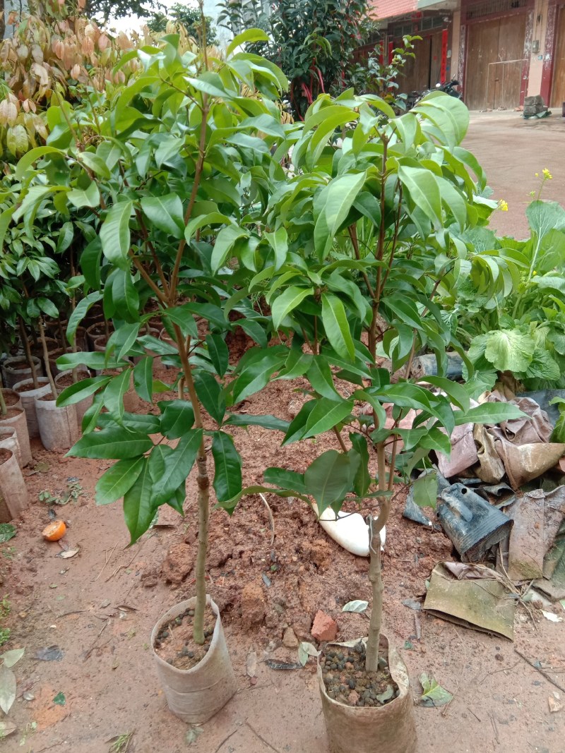 荔枝树苗无核荔枝桂味荔枝鸡嘴荔枝糯米糍荔枝妃子笑荔枝