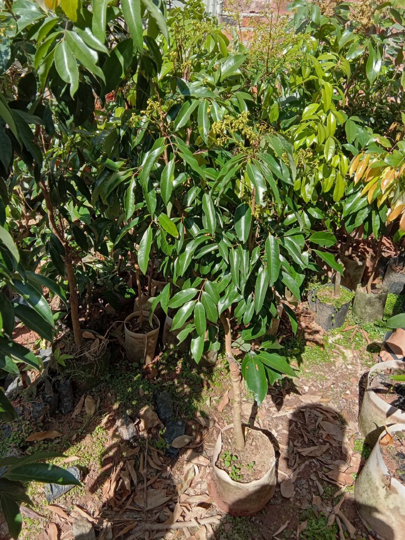 荔枝树苗无核荔枝桂味荔枝鸡嘴荔枝糯米糍荔枝妃子笑荔枝