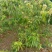 荔枝树苗无核荔枝桂味荔枝鸡嘴荔枝糯米糍荔枝妃子笑荔枝