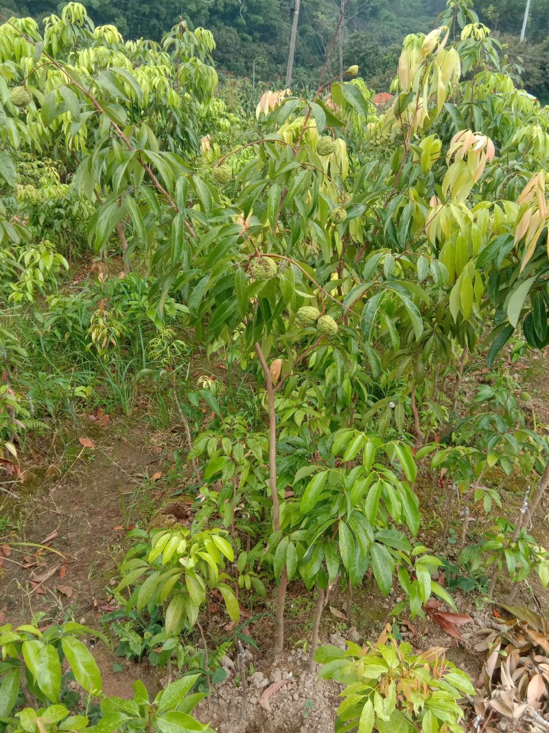荔枝树苗无核荔枝桂味荔枝鸡嘴荔枝糯米糍荔枝妃子笑荔枝