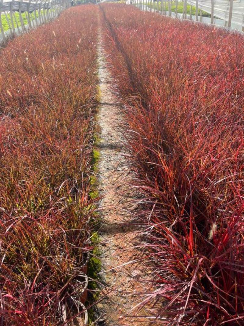 云南紫穗狼尾草基地直供量大从优视频看货诚信经营等您来电