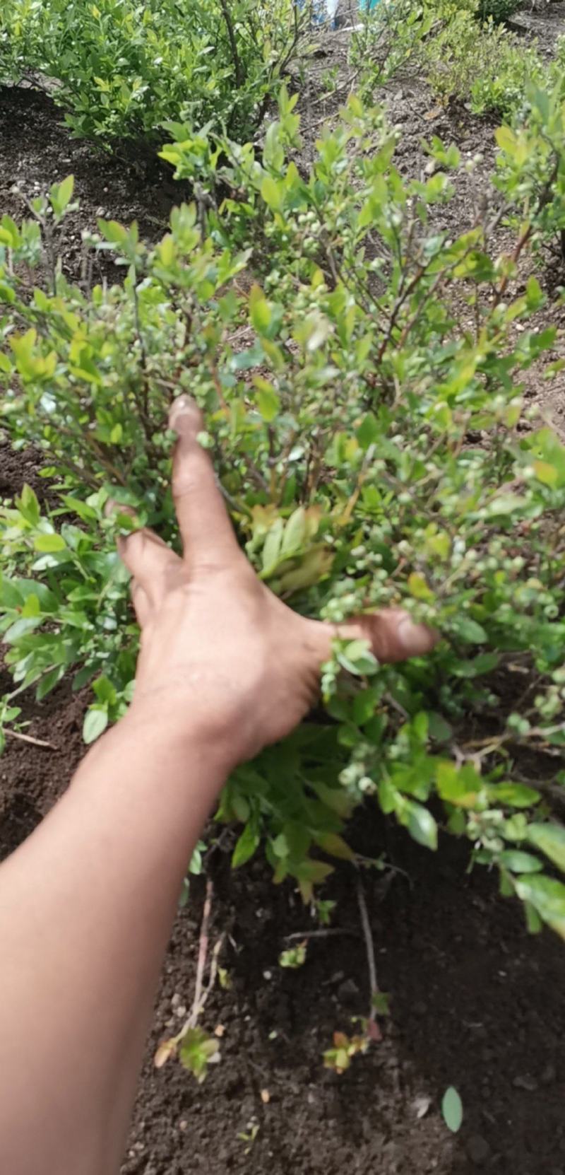 蓝莓苗，北路，蓝金，蓝枫，智力杜克，瑞卡，东北抗死苗补发