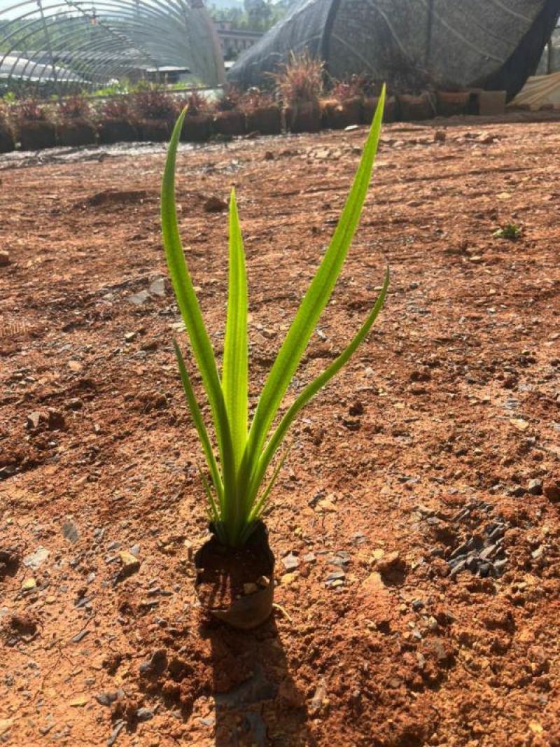 昆明燕尾草基地直供一手货源批发营养杯苗易成活等您来电