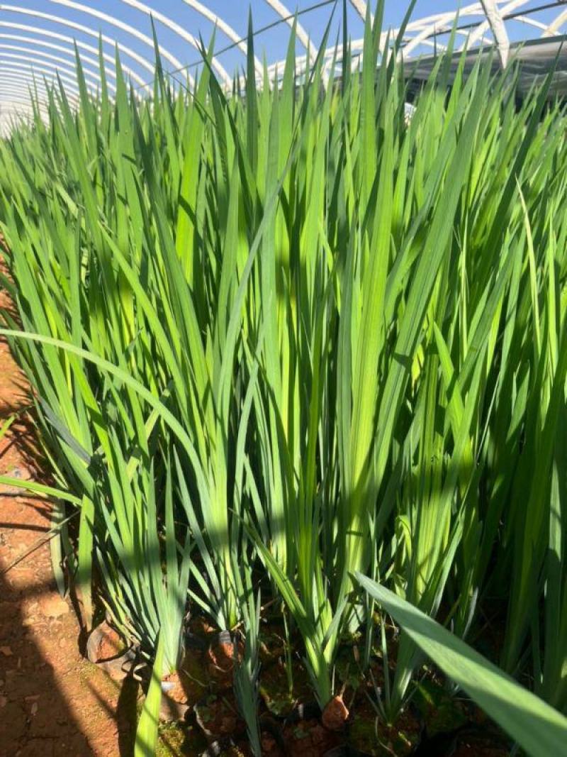 昆明燕尾草基地直供一手货源批发营养杯苗易成活等您来电