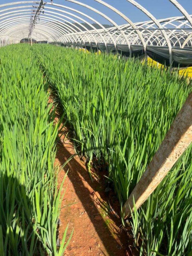 昆明燕尾草基地直供一手货源批发营养杯苗易成活等您来电