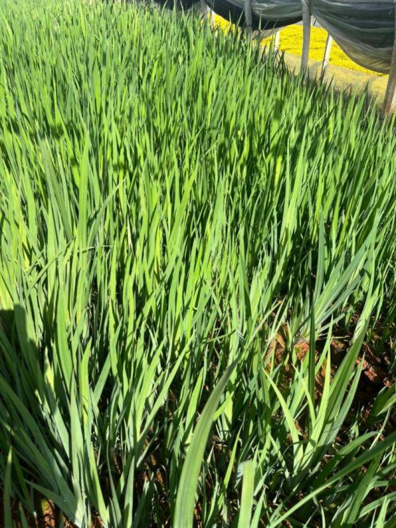 昆明燕尾草基地直供一手货源批发营养杯苗易成活等您来电