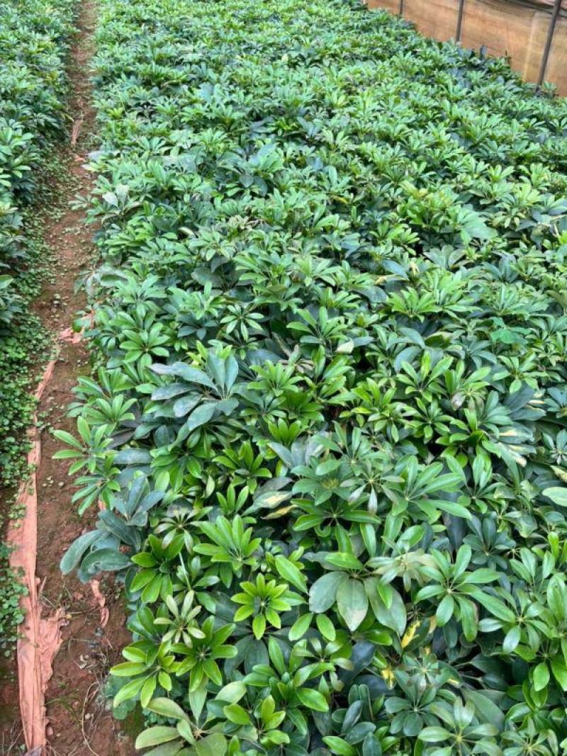昆明鸭脚木鹅掌柴基地直供一手货源视频看货质量保障等您来电