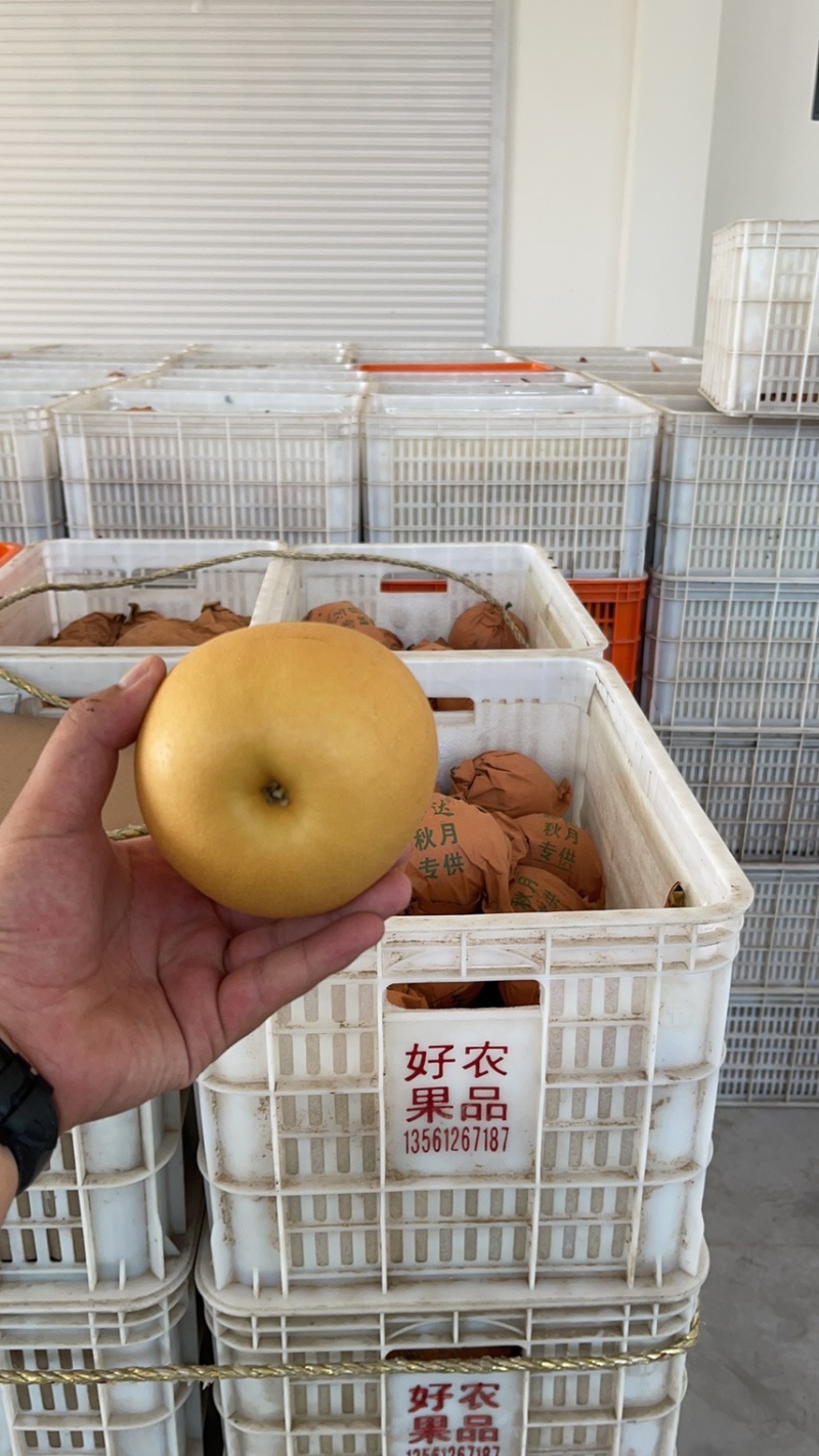 秋月梨基地，专业代收加工储藏，承接各大商超电商市场