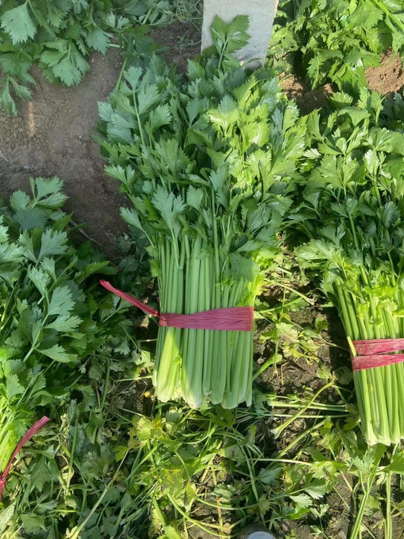 夏邑芹菜大量上市产地现割细中粗欢迎选购