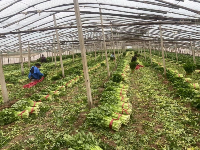 夏邑芹菜大量上市产地现割细中粗欢迎选购