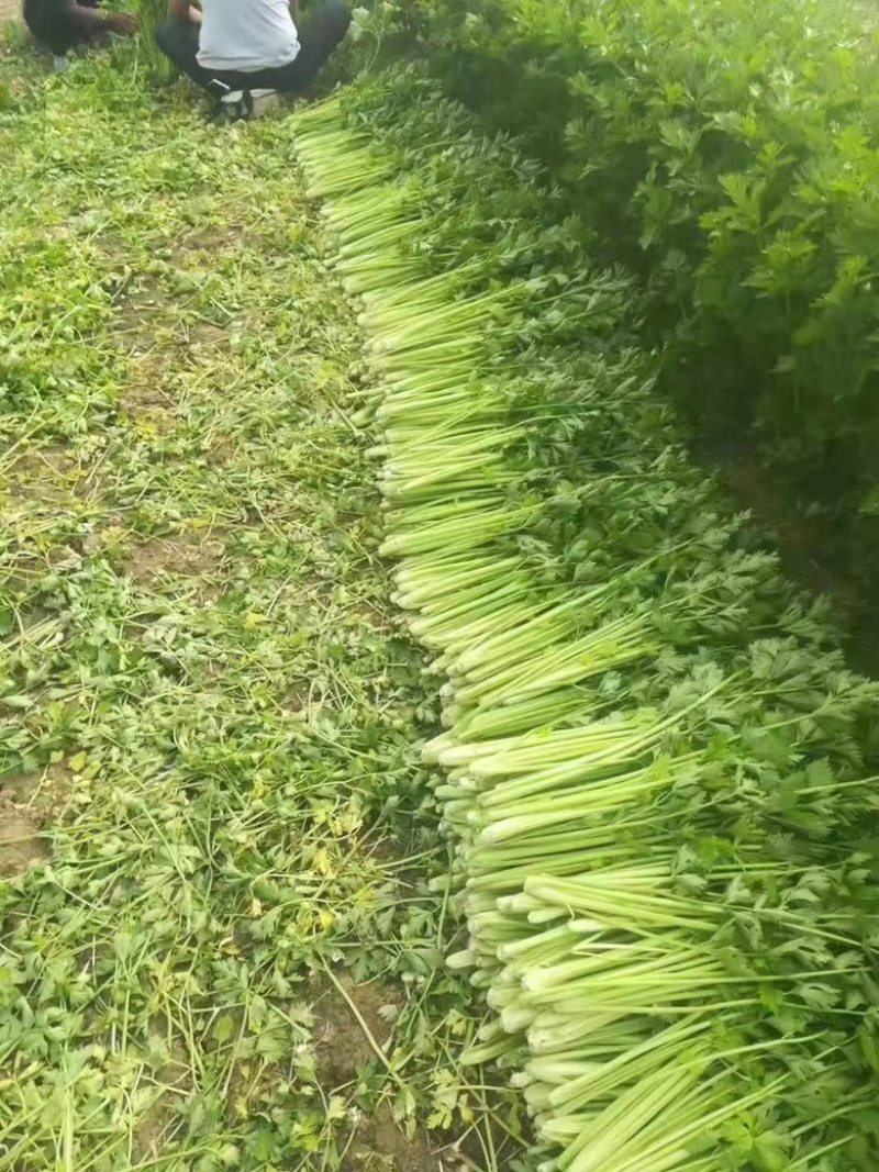 夏邑芹菜大量上市产地现割细中粗欢迎选购