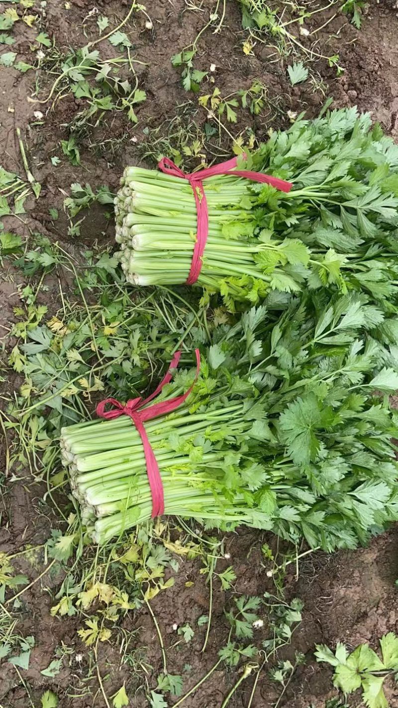 夏邑芹菜大量上市产地现割细中粗欢迎选购