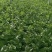 夏邑芹菜大量上市产地现割细中粗欢迎选购