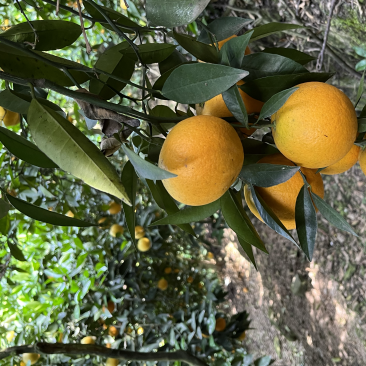 夏橙