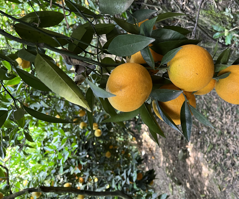 夏橙