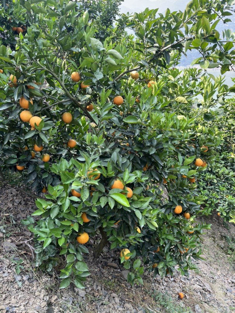 夏橙