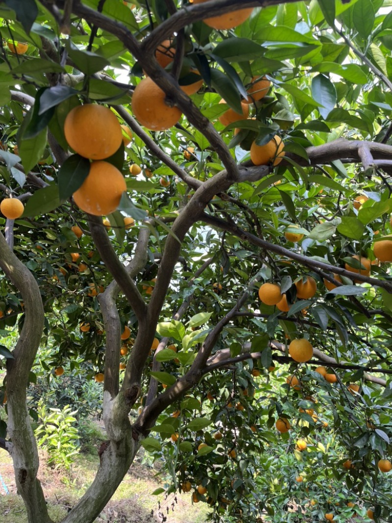 夏橙