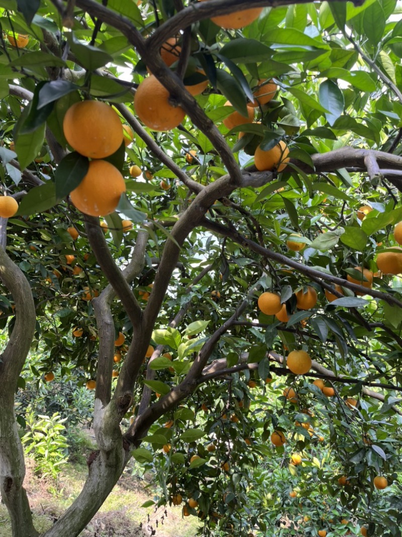 夏橙