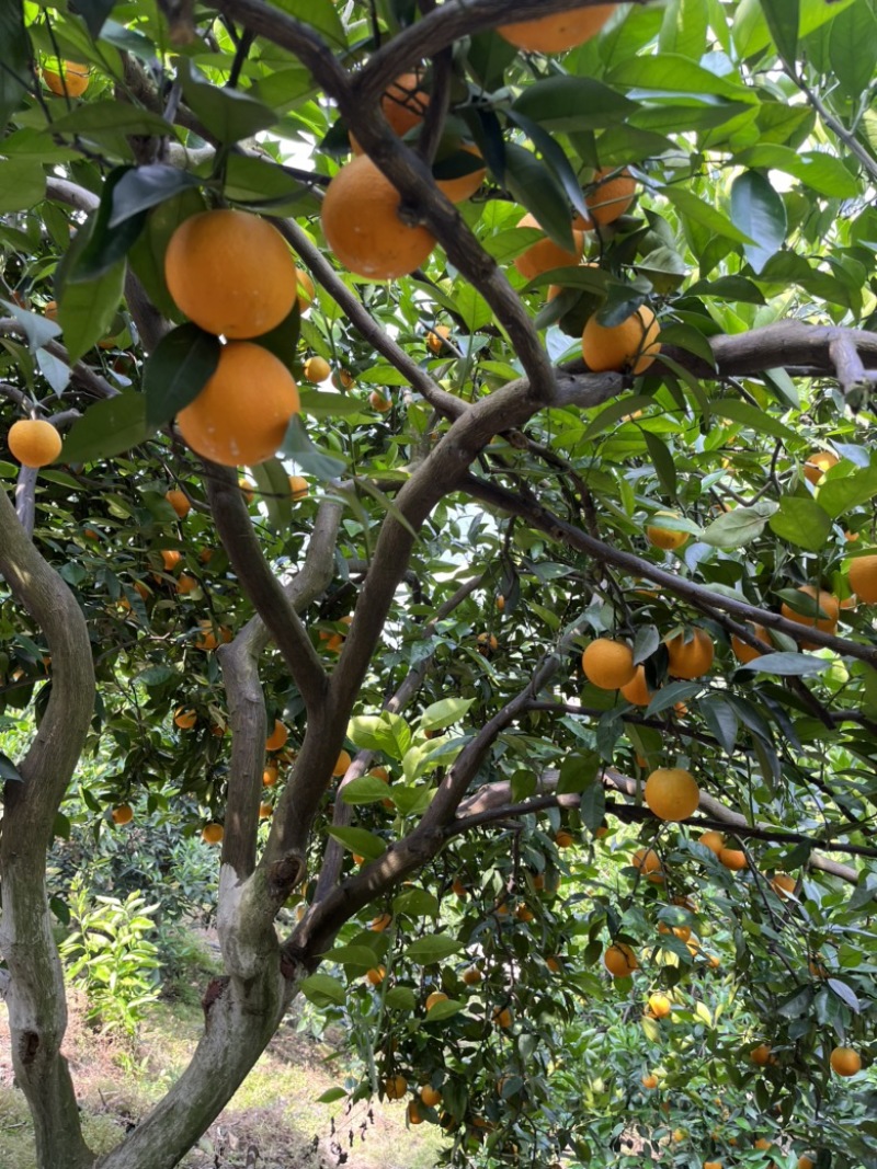 夏橙
