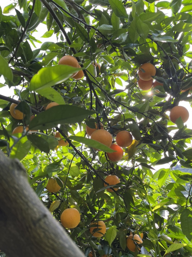 夏橙