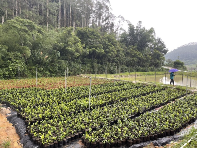 广东四季无籽香水柠檬苗基地自产自销大苗中苗小苗