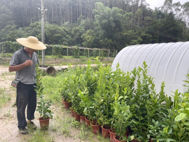 广东四季无籽香水柠檬苗基地自产自销大苗中苗小苗