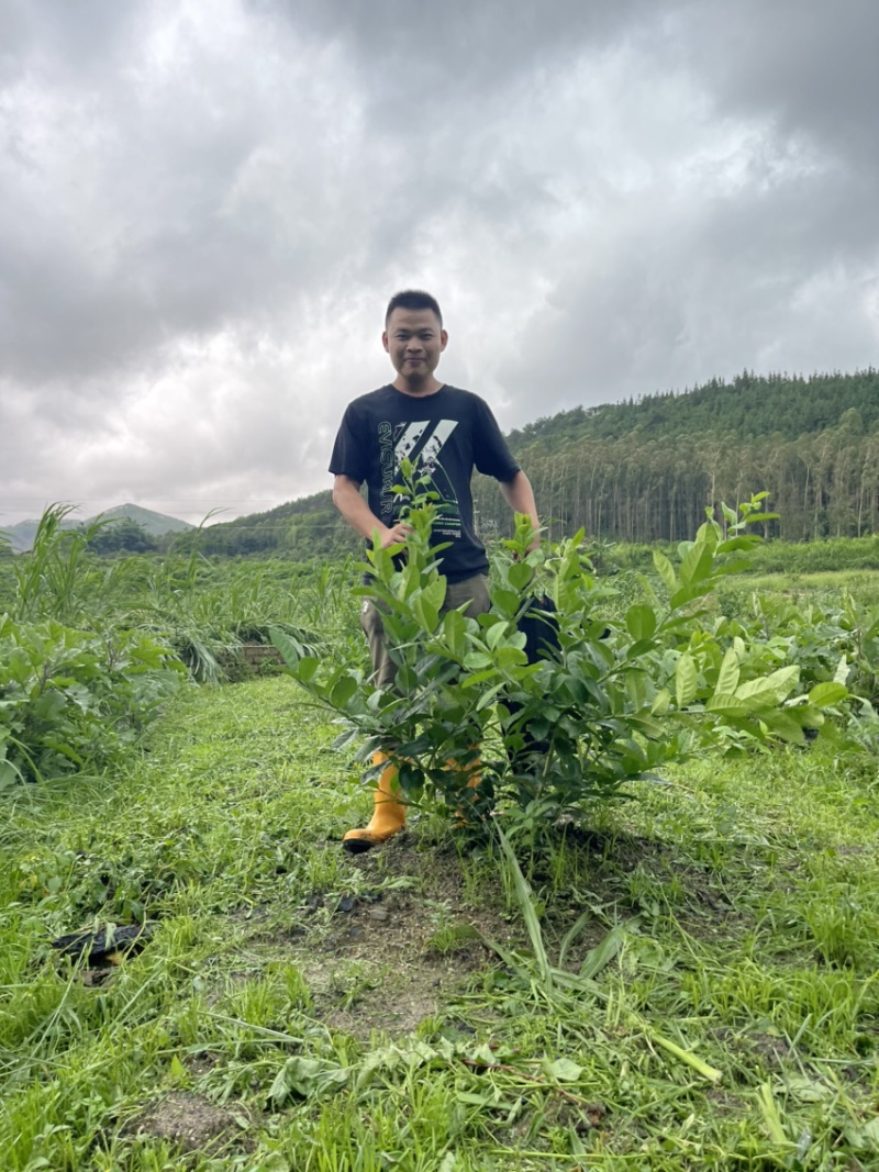 广东四季无籽香水柠檬苗基地自产自销大苗中苗小苗