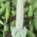 精品白糯玉米，鲜玉米，万糯2000，品质保证，满尖无虫！