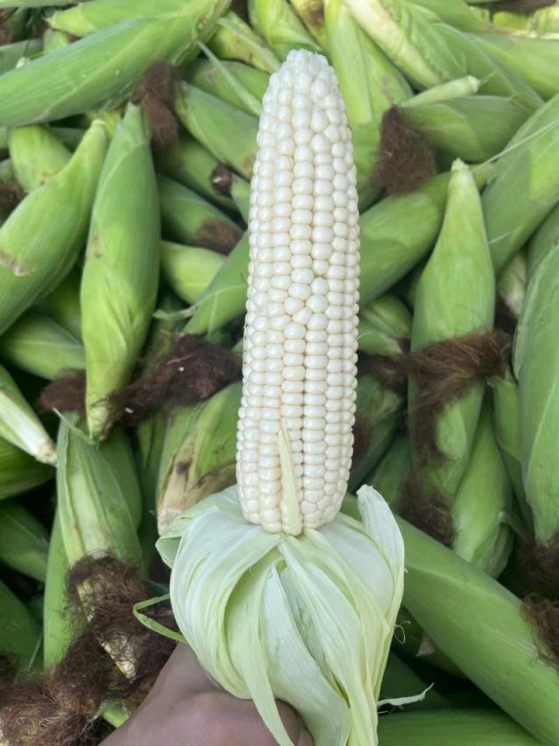 精品白糯玉米，鲜玉米，万糯2000，品质保证，满尖无虫！