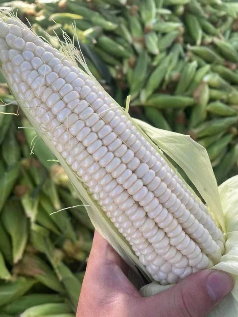 精品白糯玉米，鲜玉米，万糯2000，品质保证，满尖无虫！