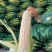 精品白糯玉米，鲜玉米，万糯2000，品质保证，满尖无虫！