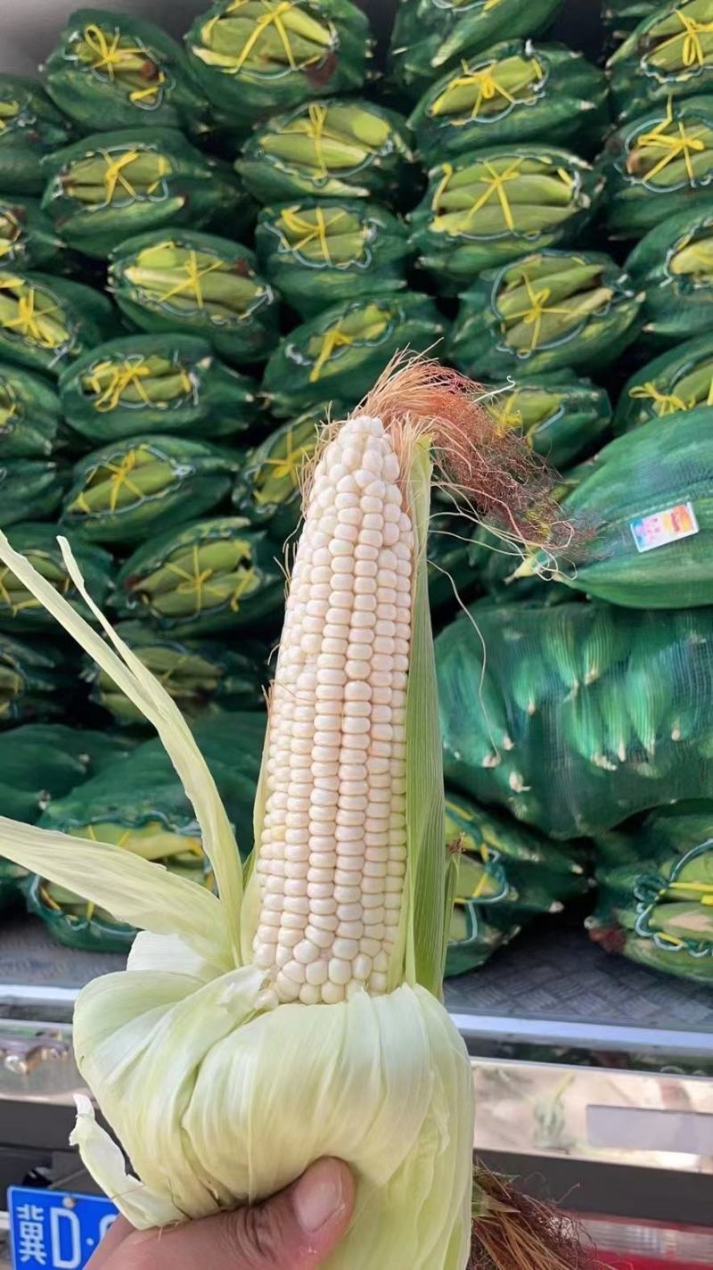 精品白糯玉米，鲜玉米，万糯2000，品质保证，满尖无虫！