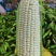 精品白糯玉米，鲜玉米，万糯2000，品质保证，满尖无虫！