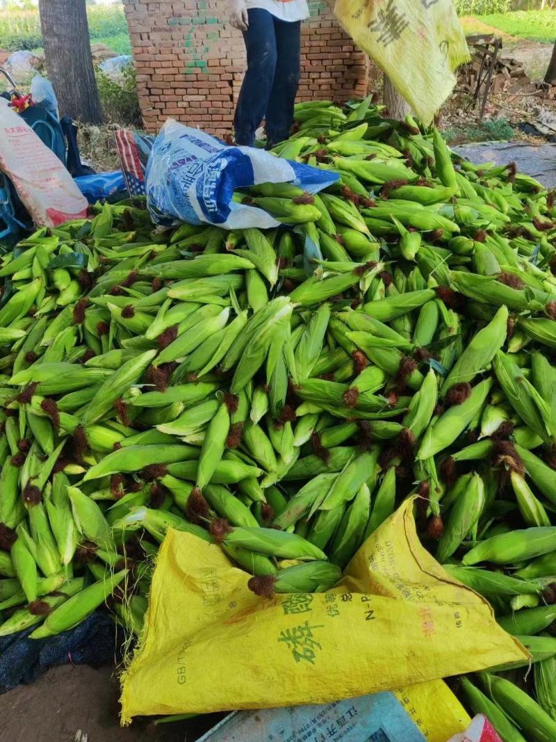精品白糯玉米，鲜玉米，万糯2000，品质保证，满尖无虫！
