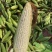 精品白糯玉米，鲜玉米，万糯2000，品质保证，满尖无虫！