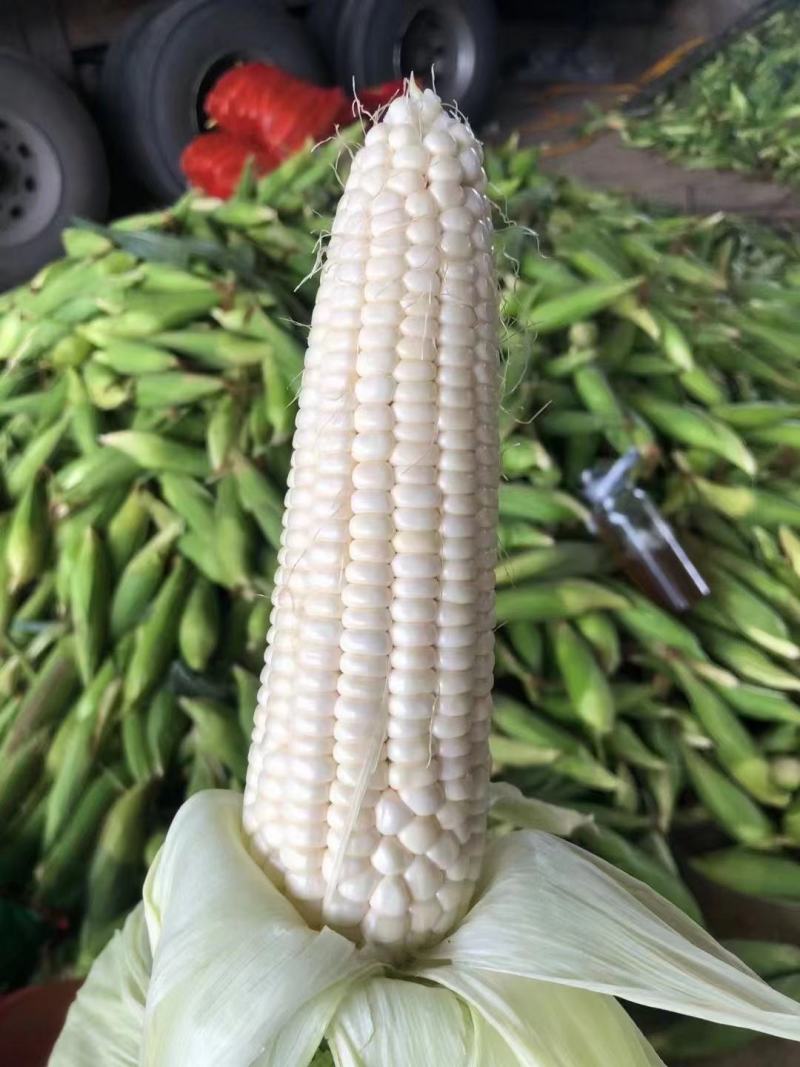 精品白糯玉米，鲜玉米，万糯2000，品质保证，满尖无虫！