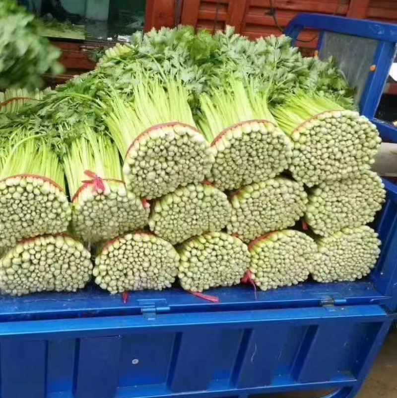 夏邑芹菜大量上市产地现割细中粗欢迎选购